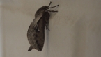 Hepialide Moth