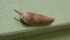 Xyloryctidae Moth
