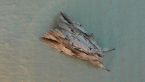 Notodontid Moth