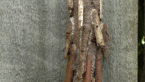 Saunder's Case Moth Larva