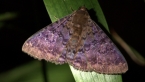 Plain Cloak Moth