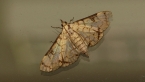 Moth on Window