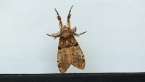 Brown Tussock Moth