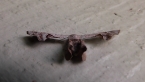 Uraniid moth