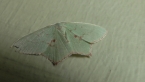 Four-spotted Emerald