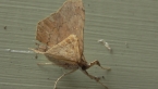 Mystery Moth