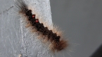 Black-bodied Browntail Moth