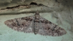 Montane Carpet Moth