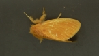 Lymantriid Moth?