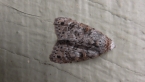 Patched Tuft-moth