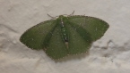 Inscribed Emerald Moth