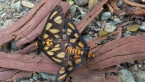 Mating Tiger Moths