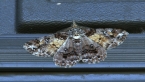 Cleora Looper Moth