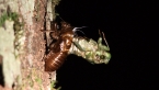 Green Grocer Cicada Nymph 2