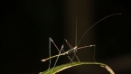 Banded-legged Stick Insect