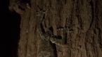 Tail-less Leaf-tailed Gecko