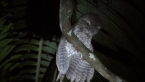 Marbeled Frogmouth