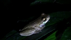 Cascade Tree Frog