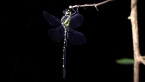 Tigertail Dragonfly