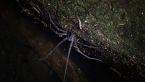 Giant Water Spider
