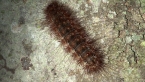 Moth Larva on Tree