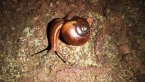 Glossy Turban Carnivorous Snail
