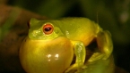 Orange-eyed Treefrog