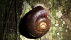 Southern Flat-coiled Snail