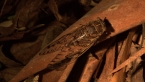 Razor-grinder Cicada