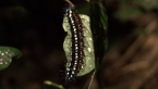 Butterfly Larva