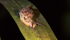 Black-spotted Semi-slug