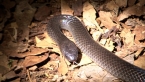 Eastern Small-eyed Snake