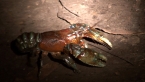 Lamington Spiny Crayfish (Red Form)