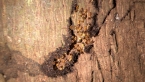 Tree Termites