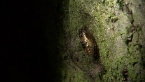 Lichen Moth Cocoon