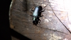 Carab Beetle
