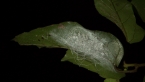 Coconut Whitefly Web