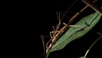 Mating Stick Insects