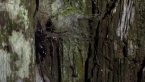 Northern Tree Funnel Web Spider