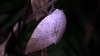 Fallen Bark Looper Moth