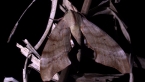Triangle Hawk Moth