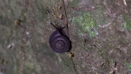 Challenger's Bristle Snail