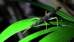 Rough Pachymorpha Stick Insect