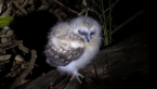 Boobook Owl Chick