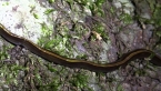 Bicolor Flatworm