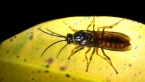Thynnine Wasp