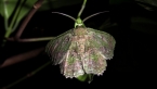 Green Looper Moth