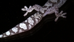 Robust Velvet Gecko