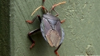 Bronze Orange Bug