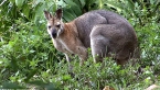 Pretty-faced Wallaby